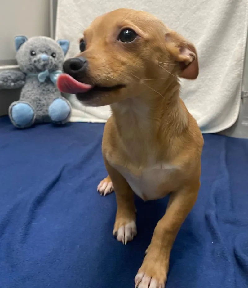 Bombay Sapphire thumbnail 2