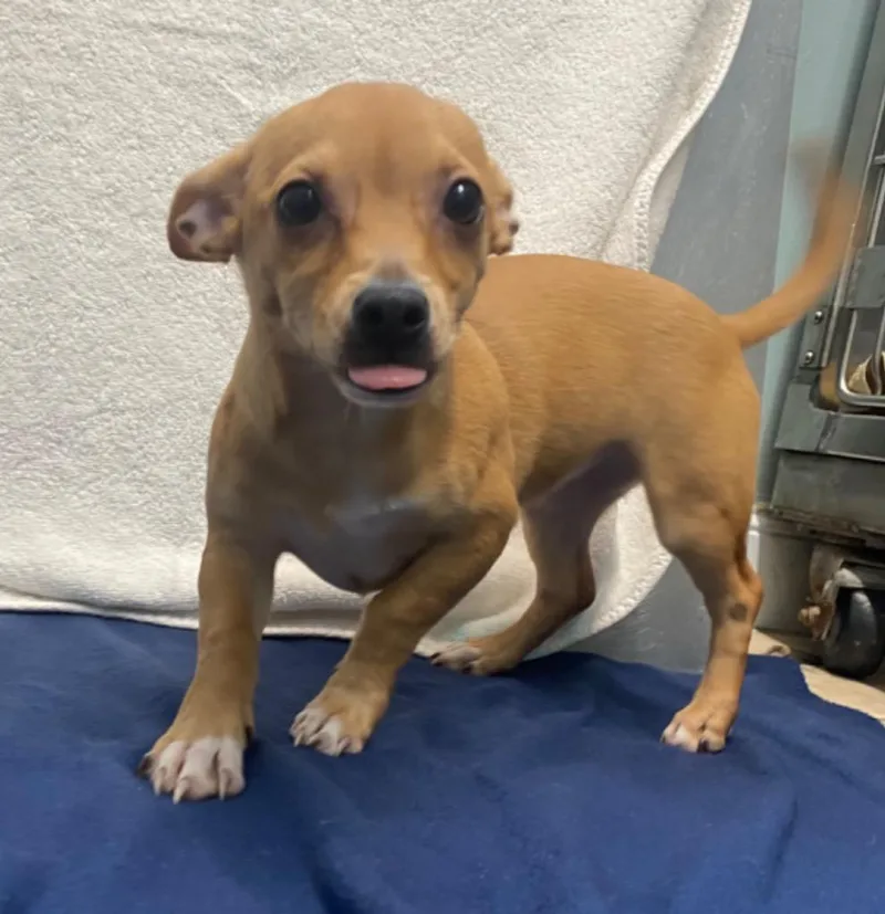 Bombay Sapphire thumbnail 4