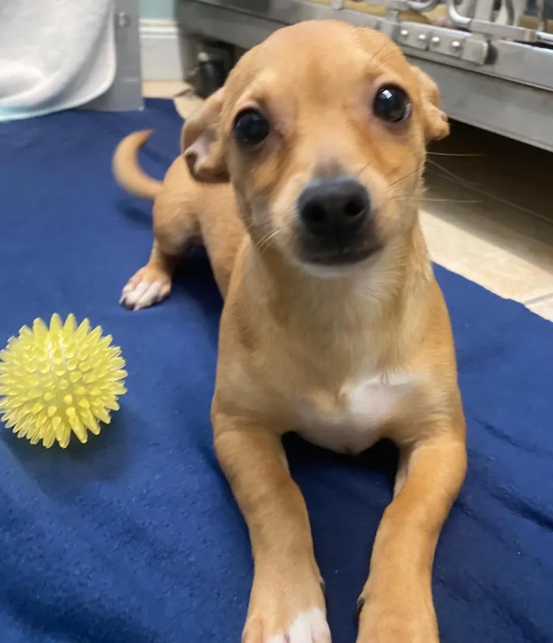 Bombay Sapphire thumbnail 5