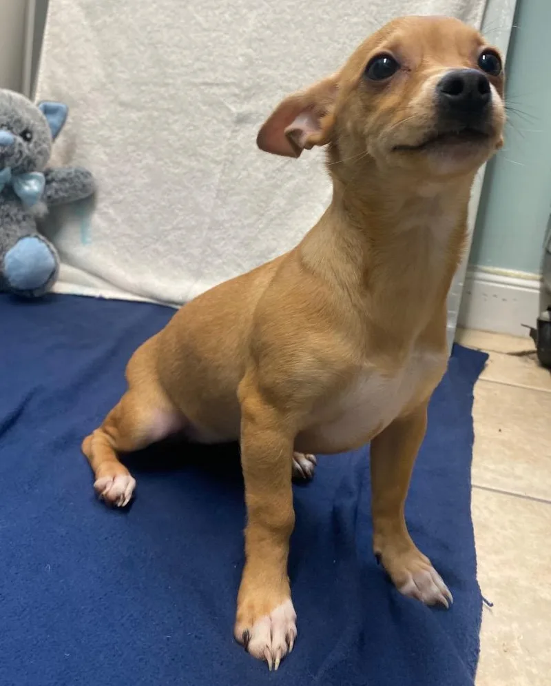 Bombay Sapphire thumbnail 6