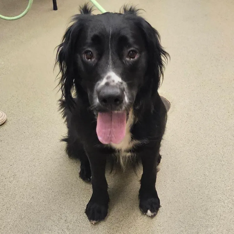 An adult medium-sized female Black Labrador Retriever dog named Willow for adoption in Birdsboro, PA