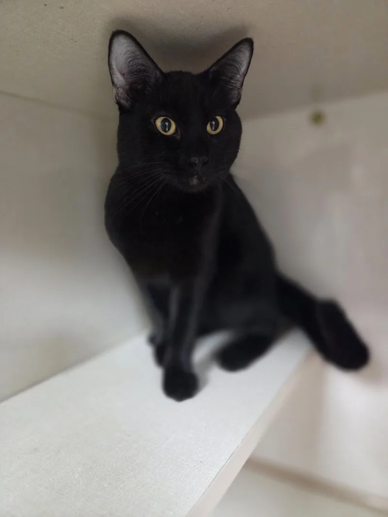 A young medium-sized male Siamese cat named Smalls for adoption in St. Ann, MO