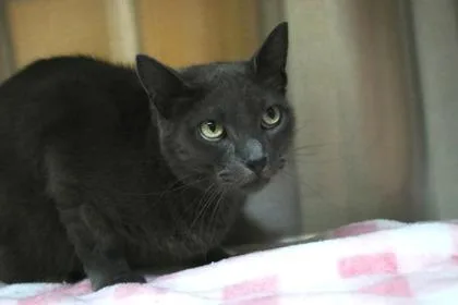 An adult medium-sized female Domestic Short Hair cat named Ck for adoption in Brunswick, GA