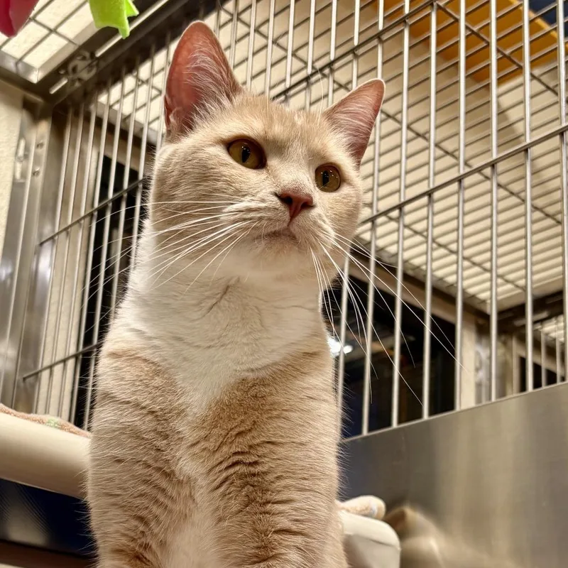 An adult large-sized female Buff / Tan / Fawn Domestic Short Hair cat named Buri for adoption in Riverside, CA