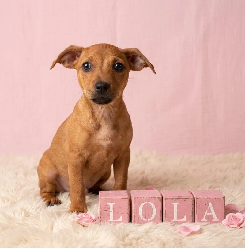 A baby small-sized female Yellow / Tan / Blond / Fawn Chihuahua dog named Lola for adoption in Pleasant Valley, NY