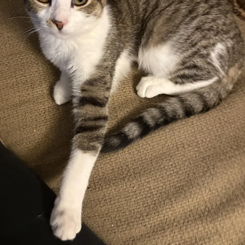 A baby medium-sized male Tabby (Brown / Chocolate) Domestic Short Hair cat named Coconut for adoption in Temple, PA