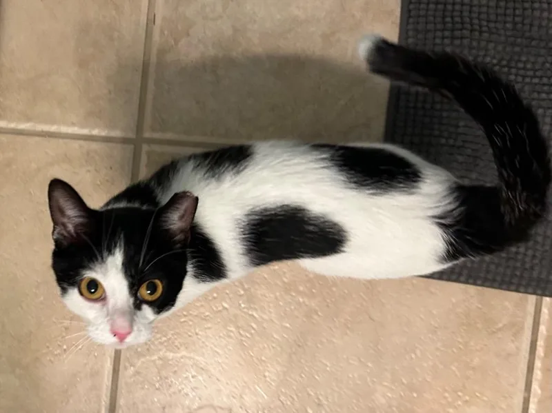 A young small-sized female Domestic Short Hair cat named Oreo for adoption in Orlando, FL