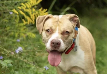 A senior large-sized female Mixed Breed dog named Lexi for adoption in Hamilton, OH