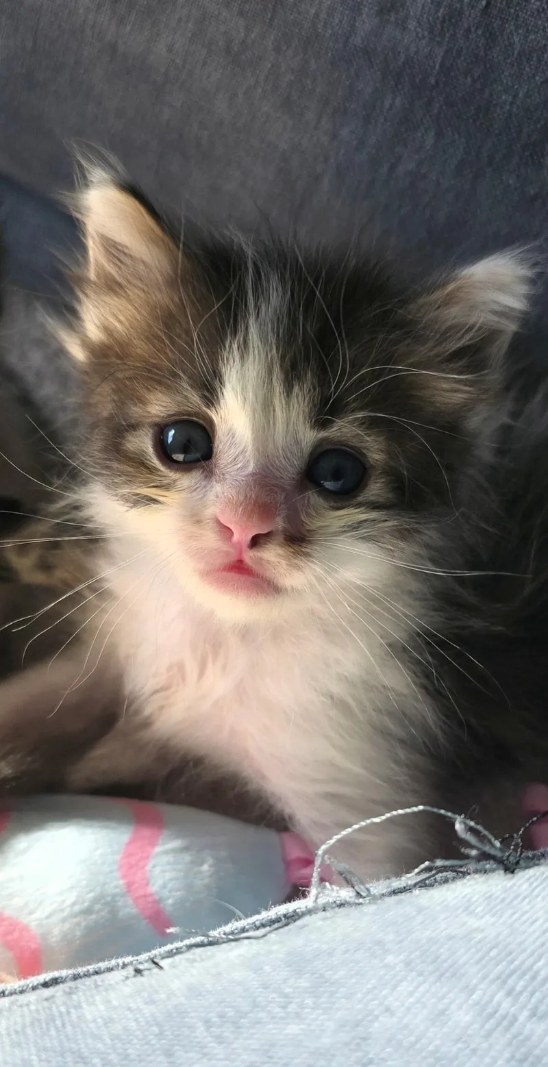 A baby small-sized male Domestic Medium Hair cat named Mookie for adoption in Long Beach, CA