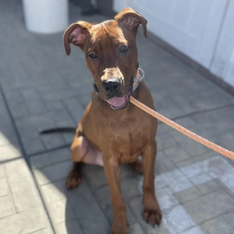 A baby large-sized male Pit Bull Terrier dog named Atlas for adoption in Los Angeles, CA