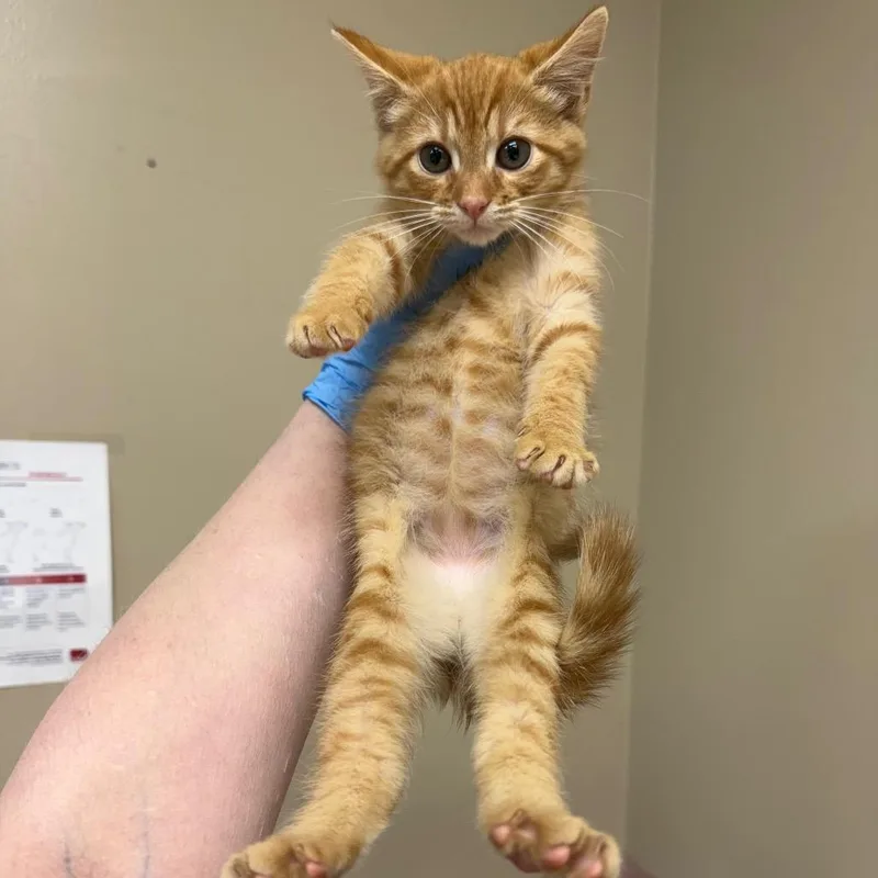 A baby small-sized female Orange / Red Domestic Short Hair cat named Nadia for adoption in Birmingham, AL
