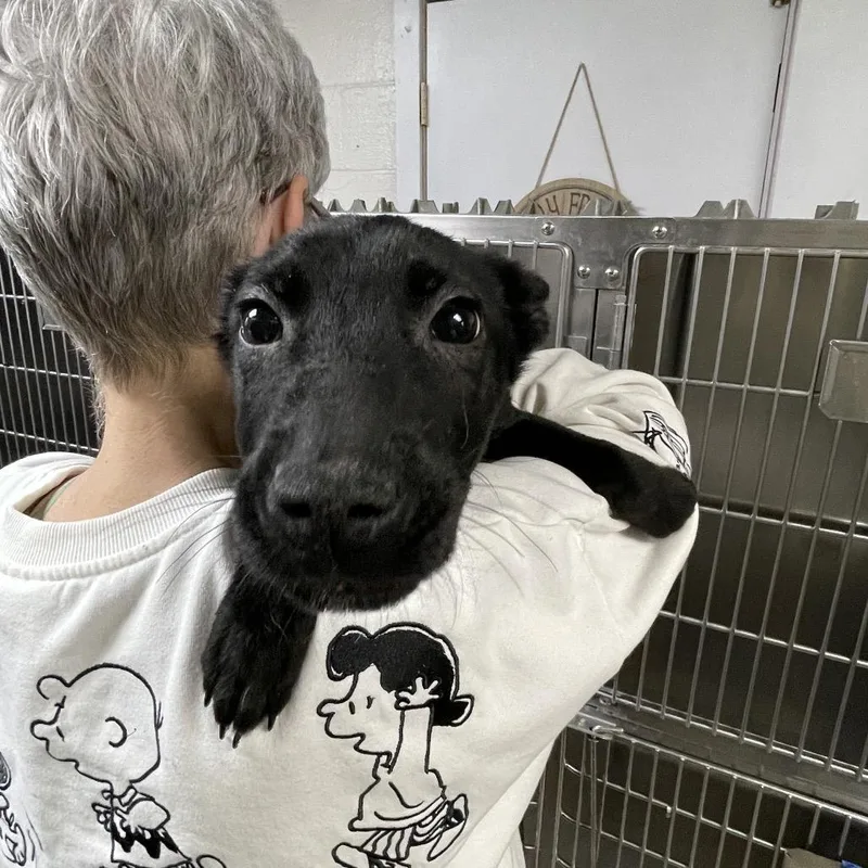 Lemonade thumbnail 2