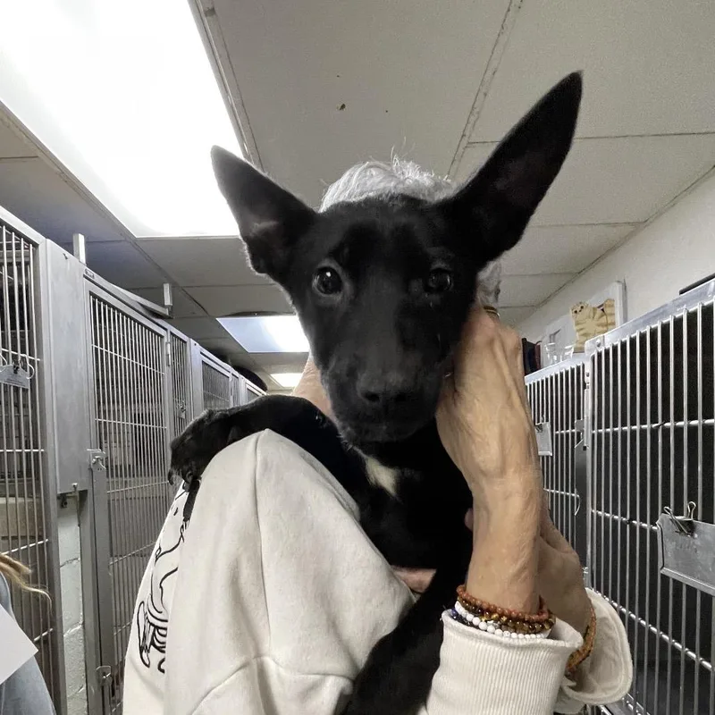 Lemonade thumbnail 3