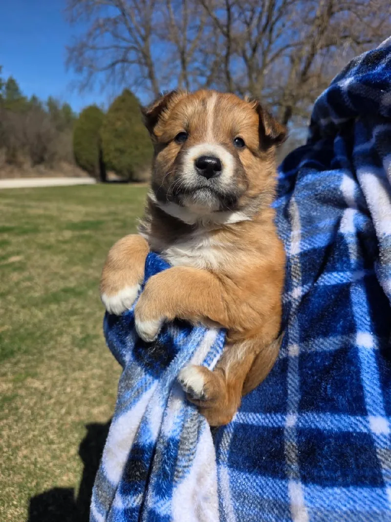 A baby large-sized male White / Cream Australian Shepherd dog named Dansby for adoption in Orland Park, IL
