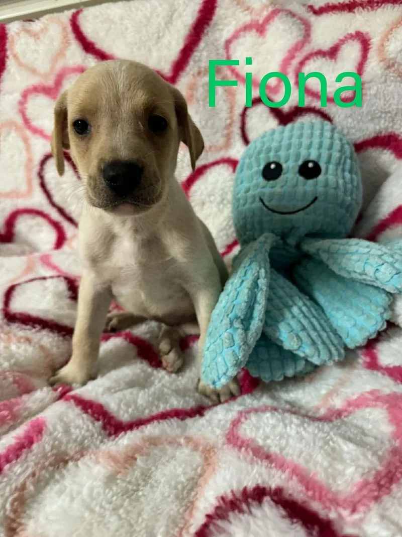 A young large-sized female Labrador Retriever dog named Fiona for adoption in Pomfret Center, CT