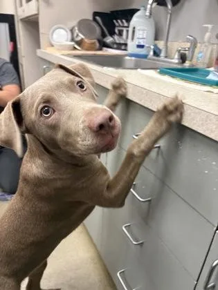 A baby medium-sized female Labrador Retriever dog named Sugar for adoption in Palm Coast, FL