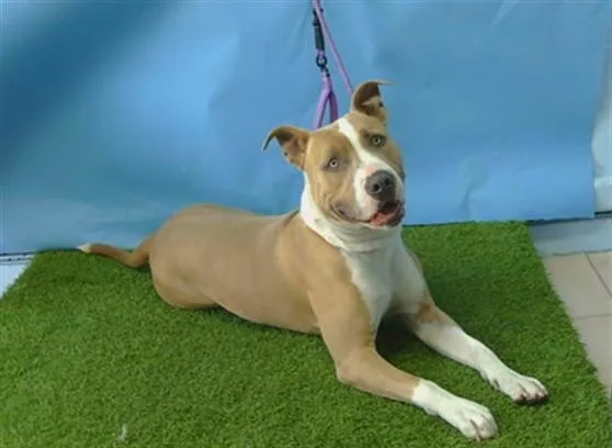 A young large-sized male Pit Bull Terrier dog named A for adoption in Gardena, CA
