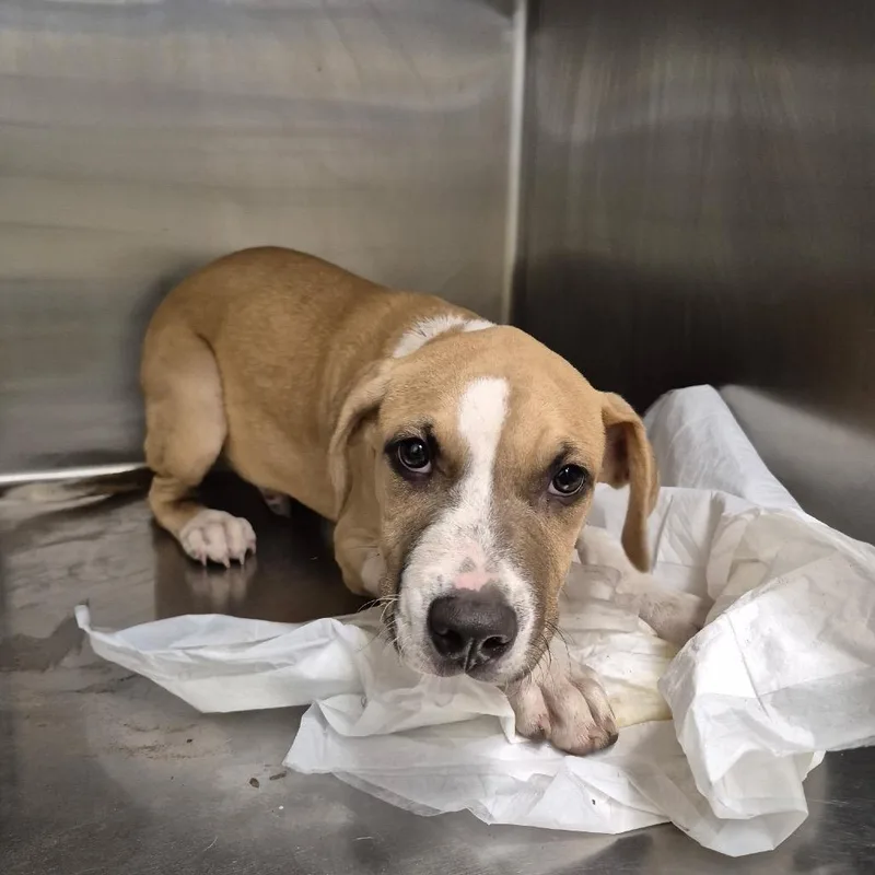 A baby medium-sized male Yellow / Tan / Blond / Fawn Terrier dog named Acorn for adoption in Bastrop, TX