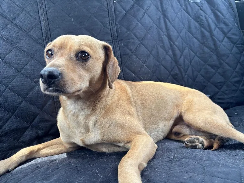 A young medium-sized male Labrador Retriever dog named Hilo for adoption in Belton, TX