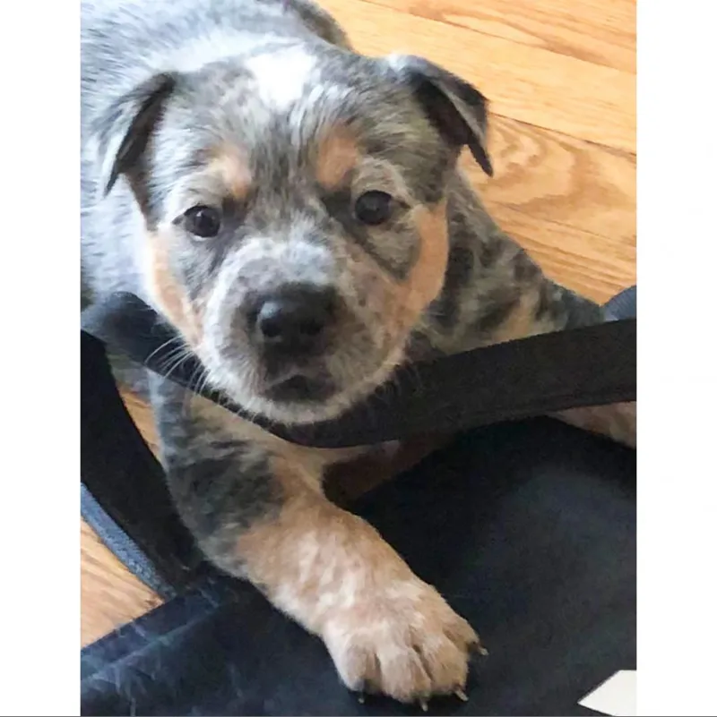 An adult medium-sized male White / Cream Australian Cattle Dog / Blue Heeler dog named Potato for adoption in Austin, TX