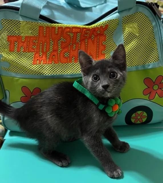 A baby medium-sized female Gray / Blue / Silver Russian Blue cat named Velma for adoption in Maitland, FL