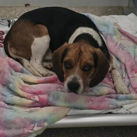 An adult medium-sized male Tricolor (Brown, Black, & White) Beagle dog named Seymour for adoption in Prince Frederick, MD