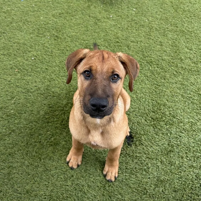 A young medium-sized female Black Mixed Breed dog named Pooh for adoption in LOXAHATCHEE, FL