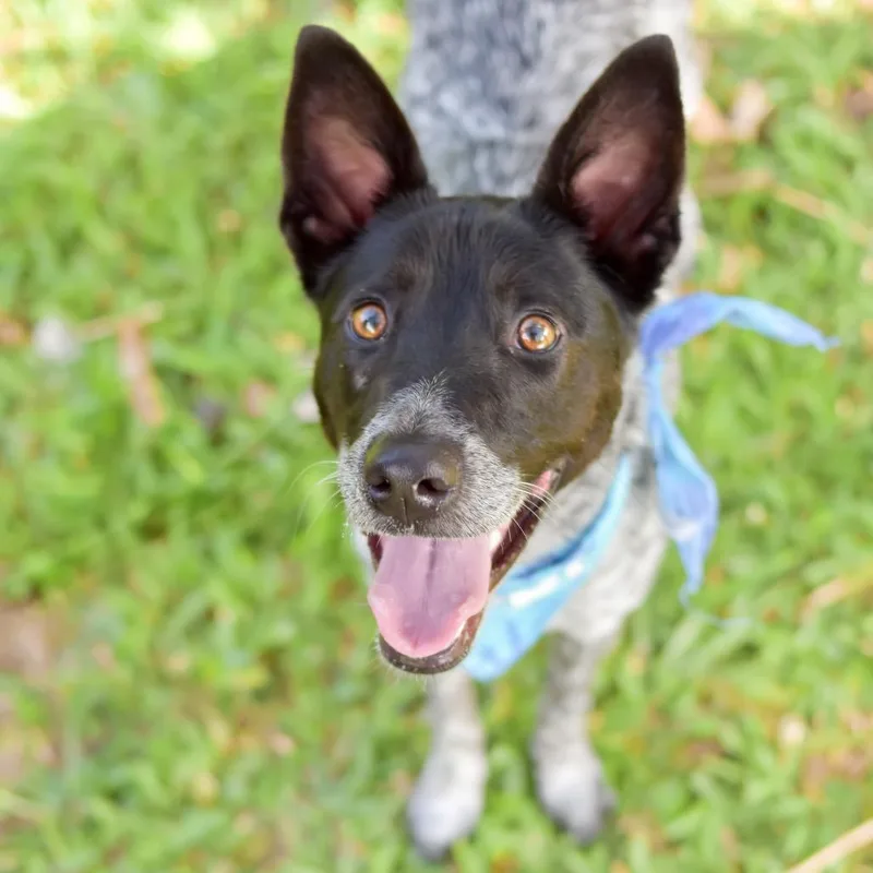 A young medium-sized male Black Mixed Breed dog named Nico for adoption in Kailua Kona, HI