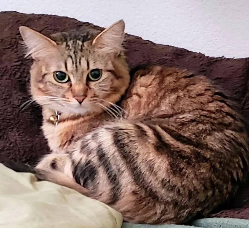 An adult small-sized female Tabby (Buff / Tan / Fawn) Domestic Medium Hair cat named Charlotte  Rancho Cucamonga for adoption in Yorba Linda, CA