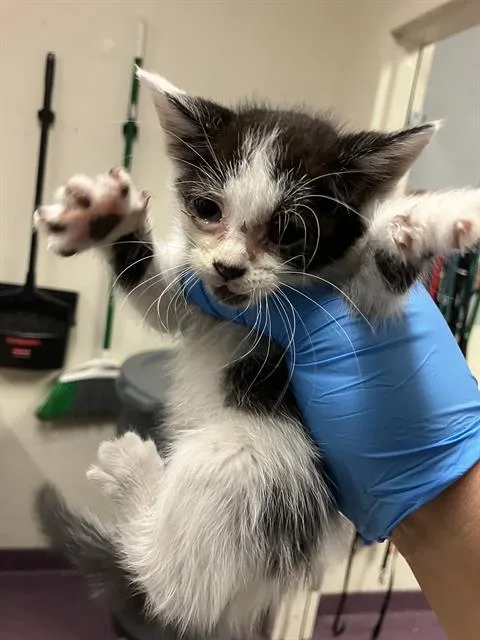 A baby small-sized male Domestic Short Hair cat named Oreo for adoption in Long Beach, CA