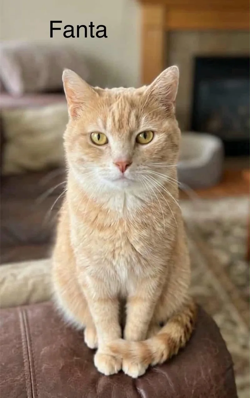 A young medium-sized male Orange & White Tabby cat named Fanta for adoption in Wyandotte, MI
