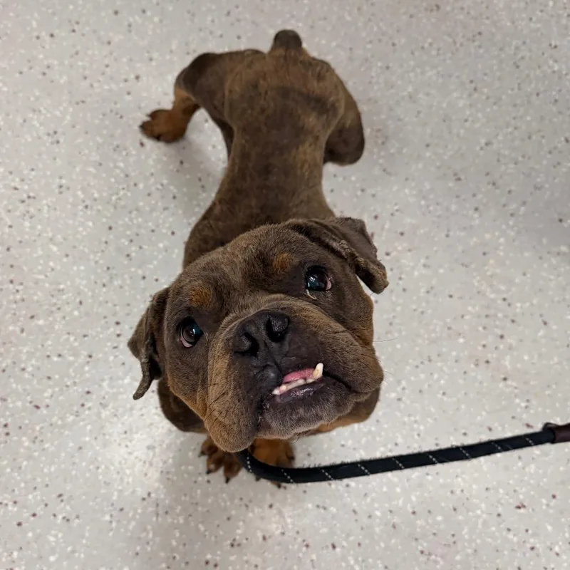 An adult medium-sized male Brown / Chocolate English Bulldog dog named Cranberry for adoption in Indianapolis, IN