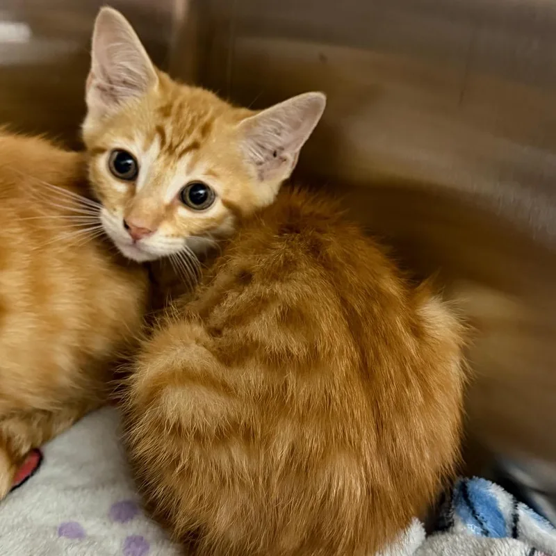 A baby small-sized male Orange / Red Domestic Short Hair cat named Aldi for adoption in Morganton, NC