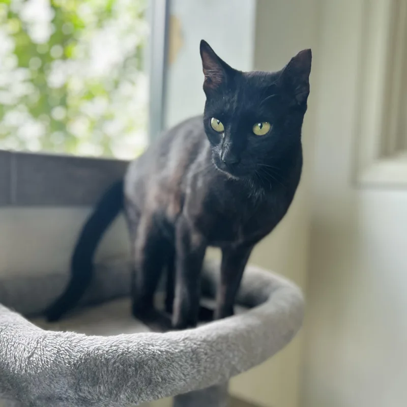 Penelope
