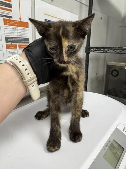 A baby small-sized female Domestic Short Hair cat named Quinn for adoption in Sevierville, TN