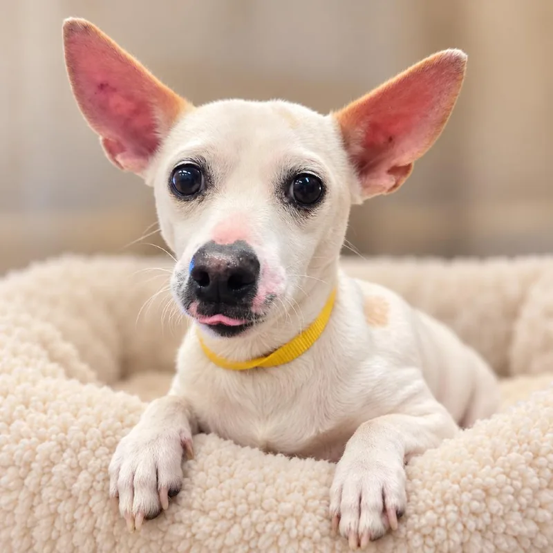 An adult small-sized female White / Cream Chihuahua dog named Tammy for adoption in Wickenburg, AZ