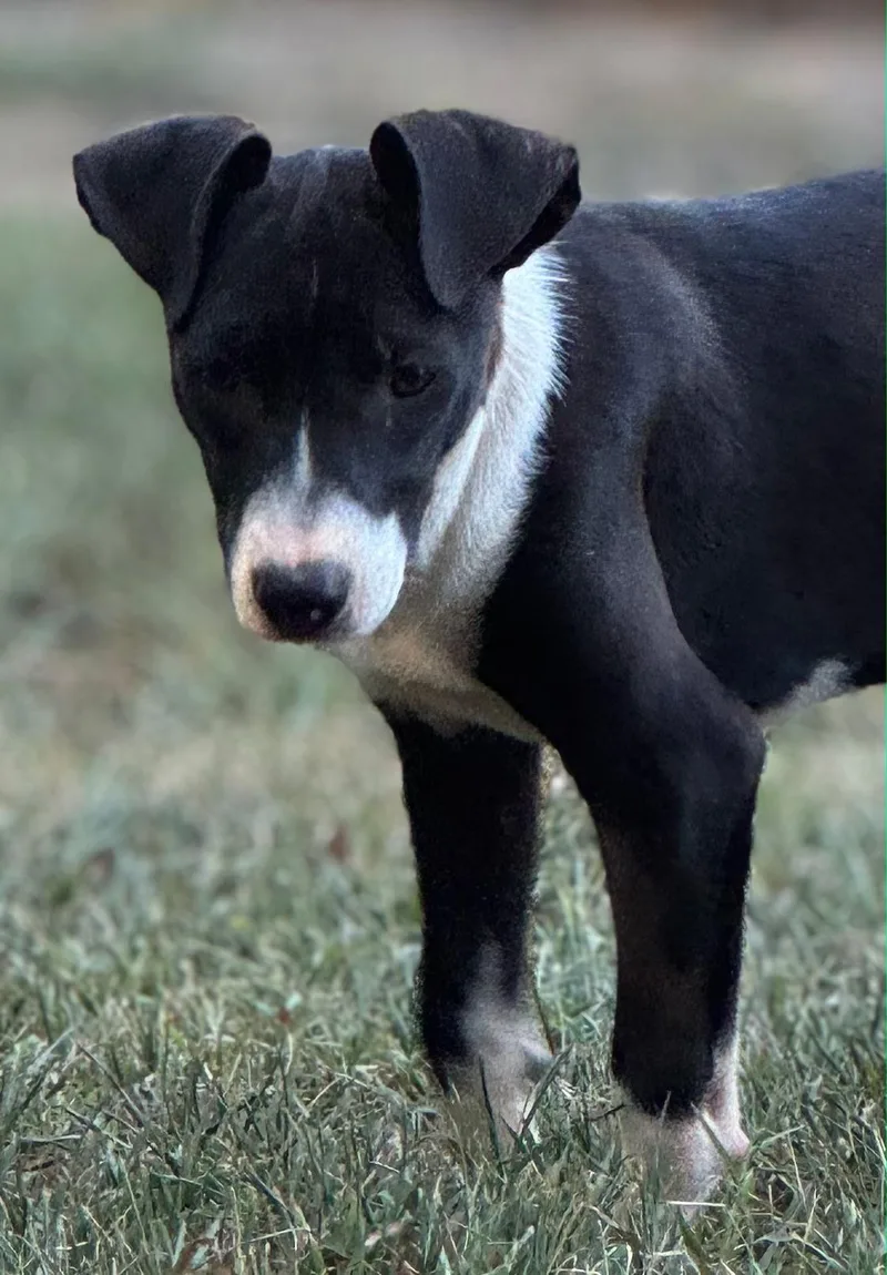 Rufus
