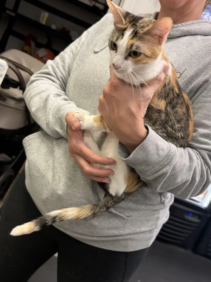 A young small-sized female Calico cat named Mimi and Sunni for adoption in Woodland Hills, CA
