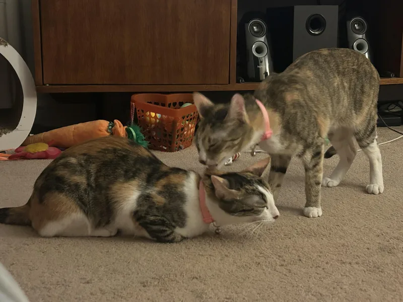 Mimi and Sunni thumbnail 3