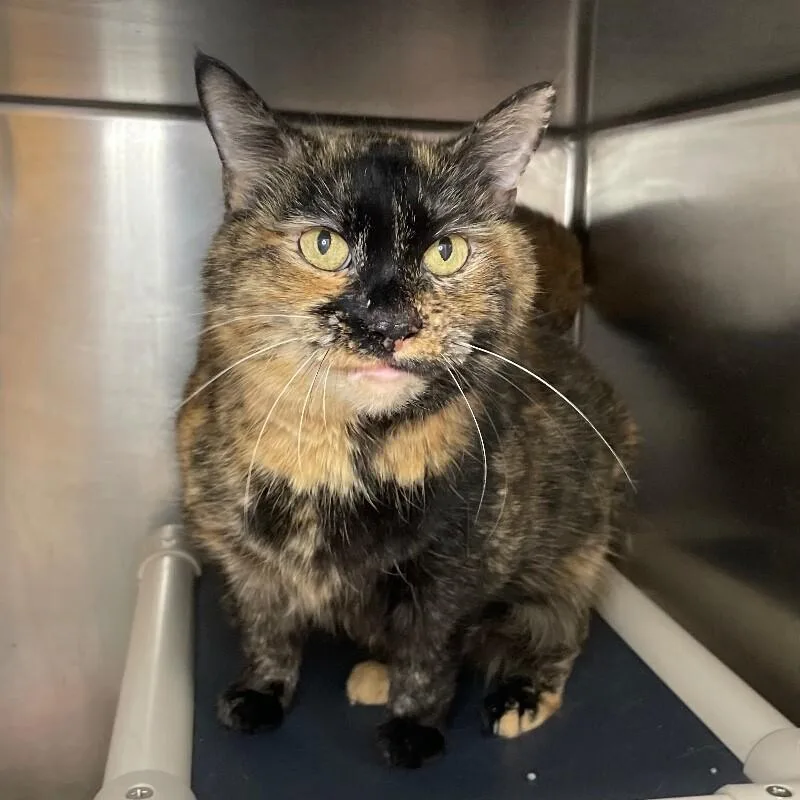 A senior medium-sized female Domestic Short Hair cat named Persephone for adoption in Roanoke, VA