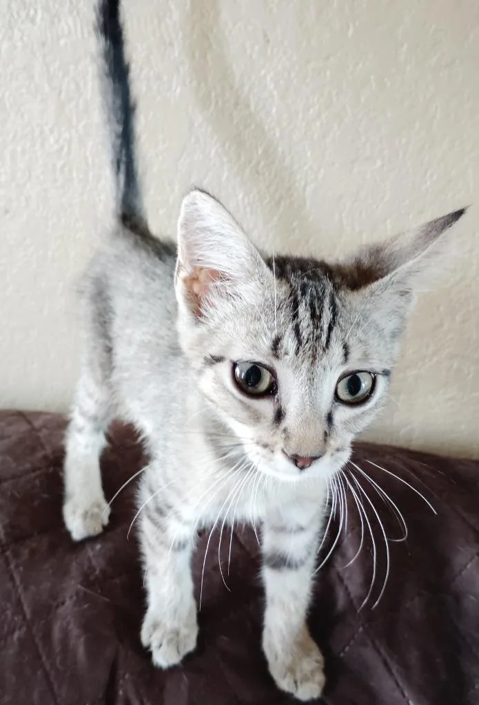 A baby small-sized female Domestic Short Hair cat named Biscuit for adoption in San Jacinto, CA