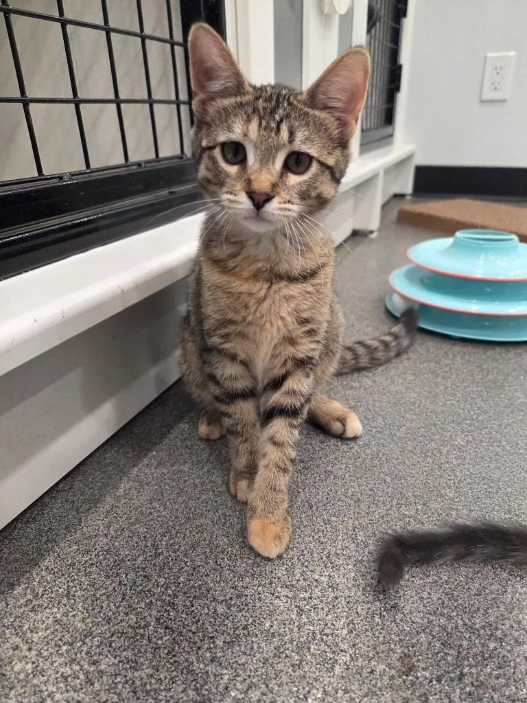 A baby small-sized female Domestic Short Hair cat named Mandy for adoption in Lunenburg, VT