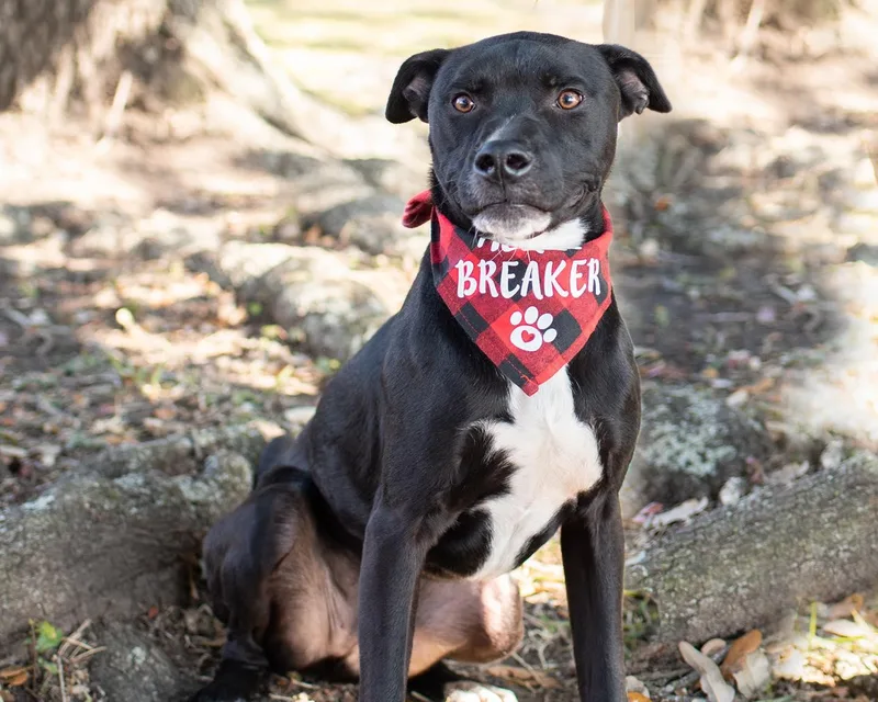 An adult large-sized male Shar-Pei dog named Shawn for adoption in Houston, TX