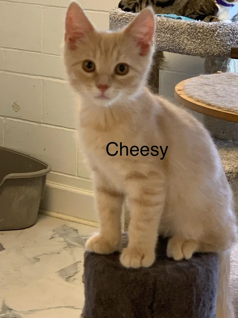 A young small-sized male Domestic Short Hair cat named Cheesy for adoption in Saint Charles, MO