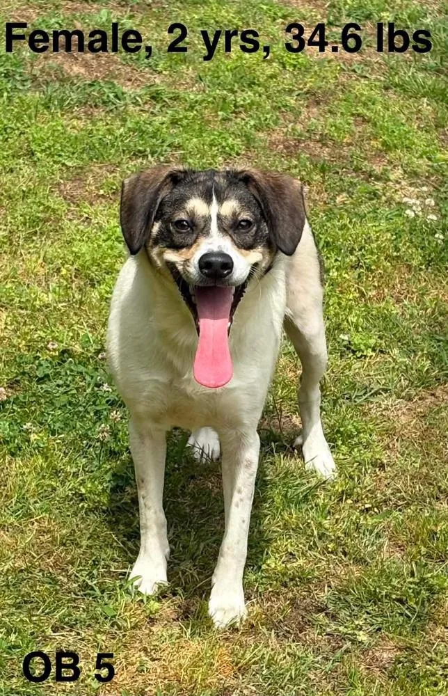 A young medium-sized female Beagle dog named Daisy for adoption in Manhattan, NY