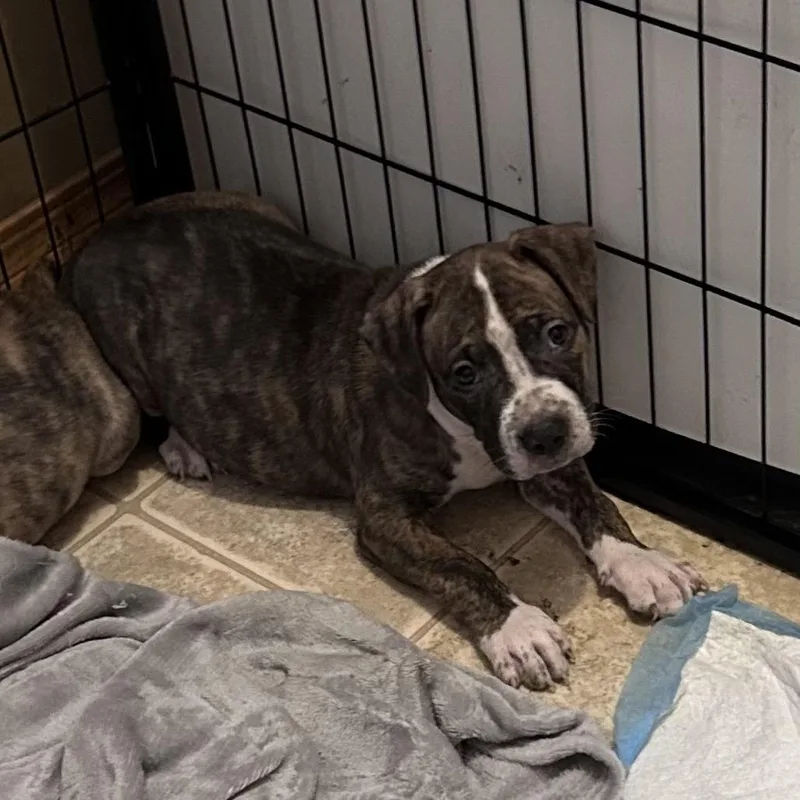 A baby large-sized male Brown / Chocolate Pit Bull Terrier dog named Moose Tracks for adoption in Wichita, KS