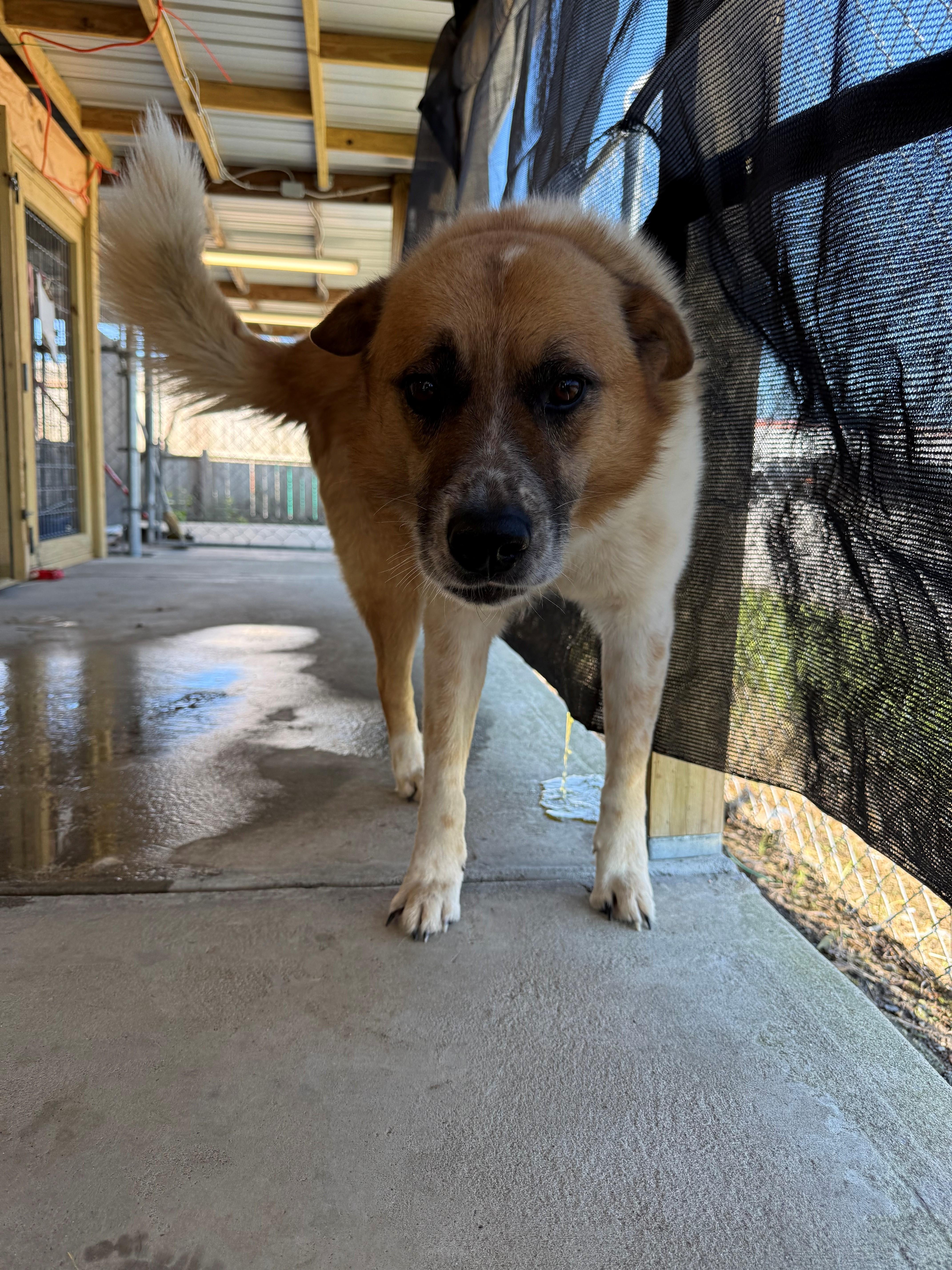 A young medium-sized male Shepherd dog named Sampson for adoption in Lewisburg, TN