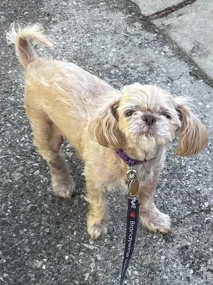 A senior small-sized female Mixed Breed dog named Bitty Betty for adoption in West Chester, PA