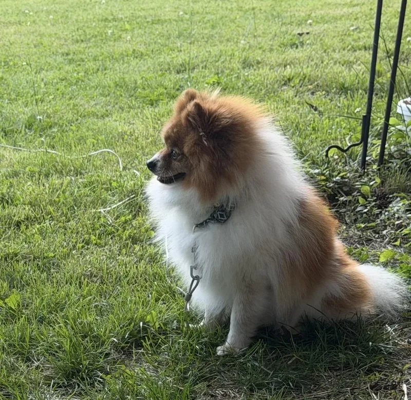 An adult small-sized male Apricot / Beige Pomeranian dog named Macchiato for adoption in Cincinnati, OH