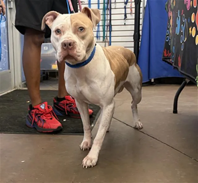 A young large-sized female Mixed Breed dog named Dior for adoption in Dallas, TX
